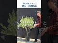 【オリーブ入荷】140~200cm