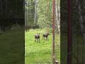 Alaskan yard dogs. #wildwayadventures #alaska #homestead #moose #wildlife #nature #offgrid #explore