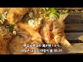 下野 紘 - Fellow yellow / 시모노 히로 - Fellow yellow 한국어 번역