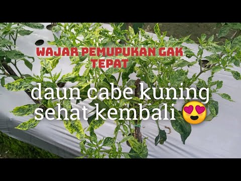 cara mengatasi daun kuning pada cabai sehat 100%
