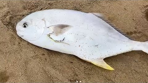 Lại một cần thủ ở Quảng Ngãi câu cá bạt bãi biển được cá Chim biển to khủng | surf fishing