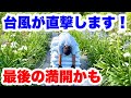 ◆明日【台風直撃】満開が終わるかも😭