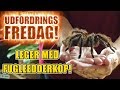 Udfordrings-fredag - Leger med fugleedderkop!