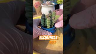 Errors Que Estás Cometiendo Con Tus Suculentas Y Cómo Solucionarlos