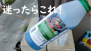 除草剤に迷ったらこれ！スギナにも枯れる除草剤はバスタ液剤