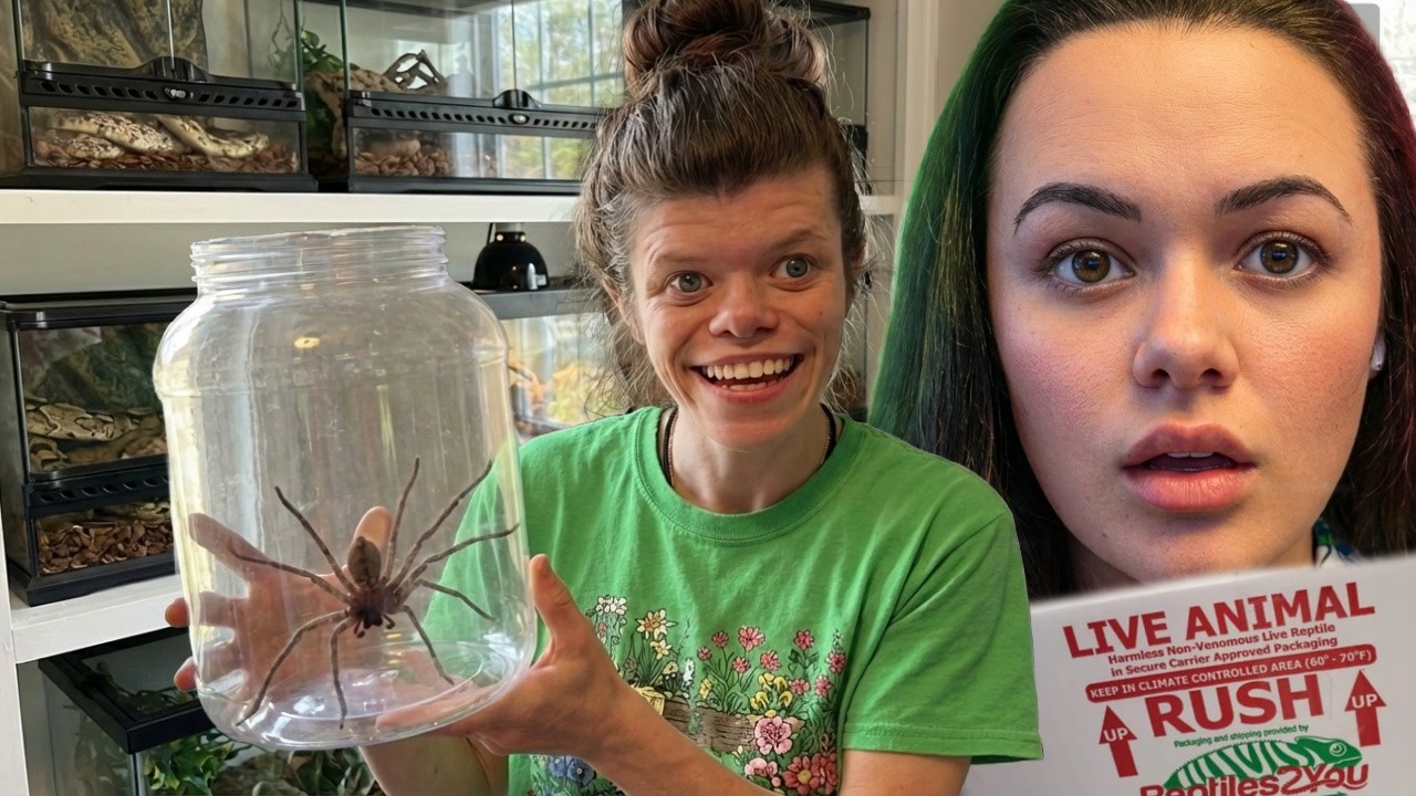 Распаковка фигурок пауков, змей и насекомых с Александрой | Восхищаемся прекрасным и необычным 🕷️🐍🖤