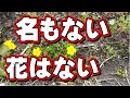 植物おもしろ講座③無知な自分の再発見。「名もない草」とは自分がただ名前を知らないだけ。