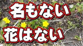 植物おもしろ講座③無知な自分の再発見。「名もない草」とは自分がただ名前を知らないだけ。