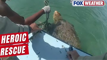 Good Samaritans Rescue Trapped Loggerhead Sea Turtle