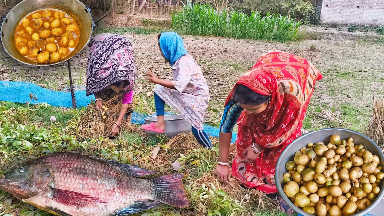 Amader Math Theke Natun Alu Tola Hoyeche,Alur Dum Ranna Korlam,Kacha Kola Alu Diye Macher Jhol Ranna