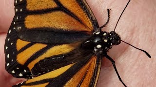 Camera - Butterflies - Joseph Blanchard