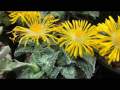 Vidéo: Types Et Culture De Faucaria (Faucaria) à L'intérieur