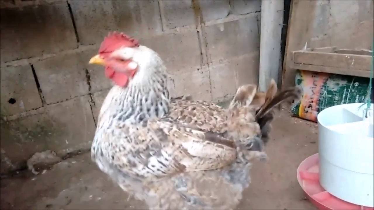 O que é bom para acabar com piolho de galinha SixSigmadss O que é bom para acabar com piolho de galinha SixSigmadss