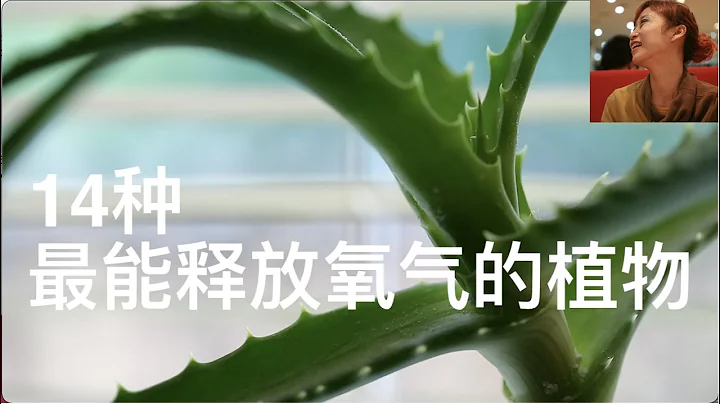 最能增加氧气的14种植物，天然氧吧，室内植物， - 天天要闻