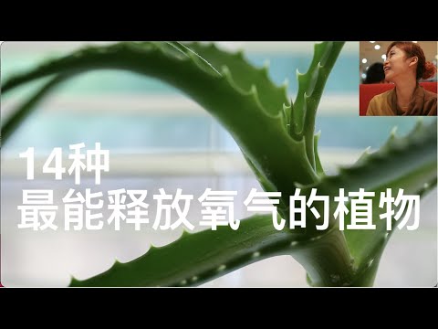 最能增加氧气的14种植物，天然氧吧，室内植物，