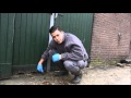 Knaagdieren in de stal voorkomen | Rentokil Nederland