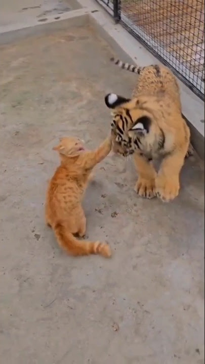 Download lagu cat vs lion ๐ฑ#shorts#cats#lion