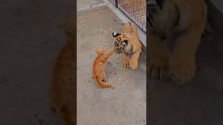 cat vs lion 😱#shorts#cats#lion