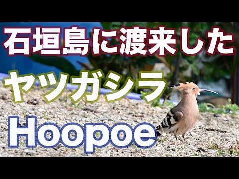【野鳥撮影】石垣島に渡来したヤツガシラ Hoopoe