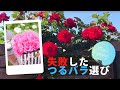 失敗した？つるバラの選び方