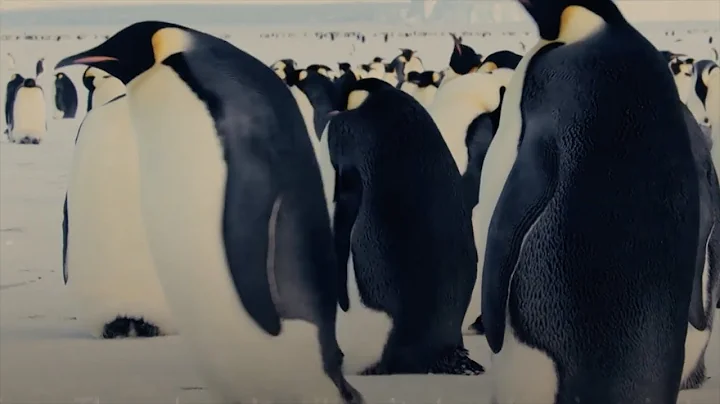 Where Are They Now: Penguins (Spoilers) | Dynasties | Saturdays at 9pm | BBC America