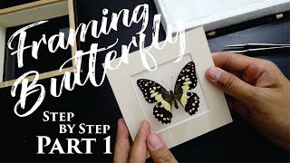 Mounting and framing butterfly step by step  Part 1