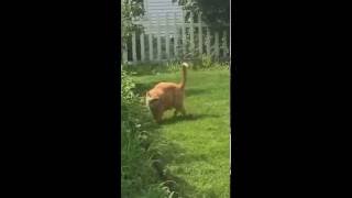 Full Silly Cat Chasing Butterfly News