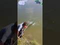 বড়শিতে দানবীয় মাছের লড়াই! 🎣 | Monster Fish Catching with Hook#hookfishing #মাছধরা #bigfish #fishing