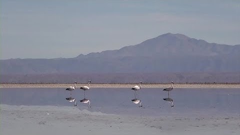 Lithium mining stirs fight over flamingos in Chile