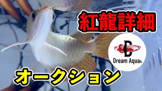 Details of Red Dragon auction specimen Dream Aqua - YouTube