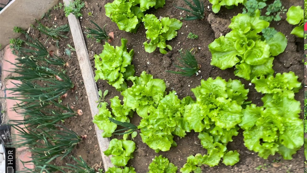 Sonbahar ayında hangi sebzeler ekilir