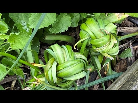 Videó: A virágzás utáni szőlőjácint gondozása: mit tegyünk a Muscari hagymákkal virágzás után