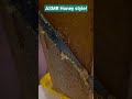 #ASMR #Honey #shorts