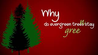 Why do evergreen trees stay green?