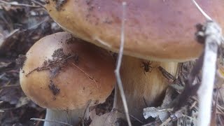 Шок, сколько грибов в лесу? Белые грибы. Грибы 2022