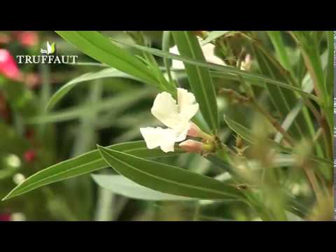 Vidéo: Planter Des Roses Avec Un Système Racinaire Fermé