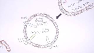 Immunology Toll Like Receptors Overview