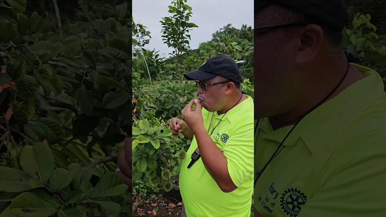 Eating Rambutan from the Tree 