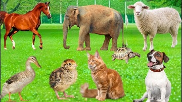 Cute Farm Animal Sounds: Dog, Cat, Chicken, Cow, Sheep,  Horse, Elephant, Turtle - Animal Sounds