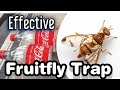 Most effective fruit fly bait and coke bottle trap