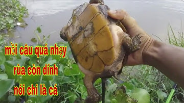 Trở lại nhánh sông vàm cỏ câu cá mà dính luôn cả rùa