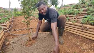 🍎Les pommes produisent mieux en Afrique qu'en Europe