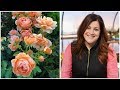 13 Rose Varieties 🌿🌹// Garden Answer