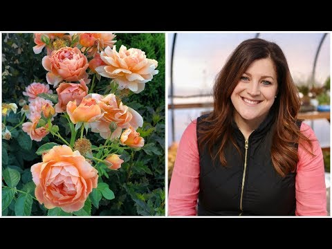 Video: Park roses: photo with names, planting and care