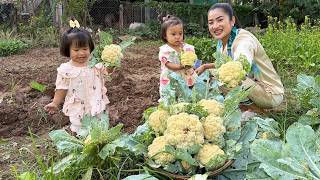 Mommy Sreypov: Harvest cauliflower and cooking | Healthy food cook for family