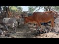 donkey and cow mating farst tim