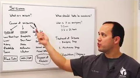 Seizures in Dogs - Causes, Diagnosis and Treatment | Southeast Veterinary Neurology