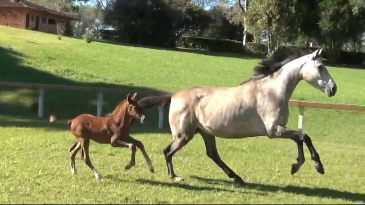 DANIELLA - Diamant de Semilly x Corland x Dollar de Murier