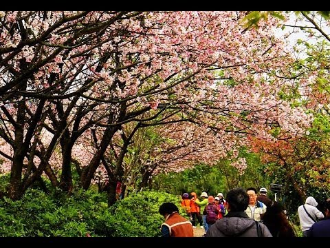 [台北自由行櫻花旅遊景點] 2018三芝三生步道櫻花隧道，吉野櫻花瓣紛飛成粉紅色地毯