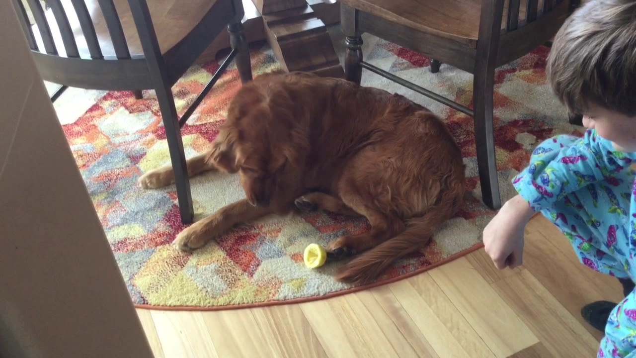 Dog Eating a Lemon YouTube